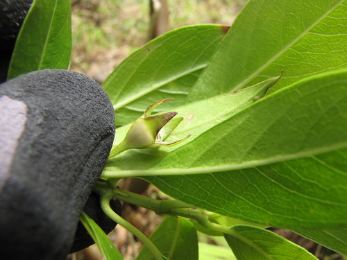 Kadua acuminata