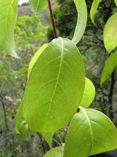 Kadua acuminata