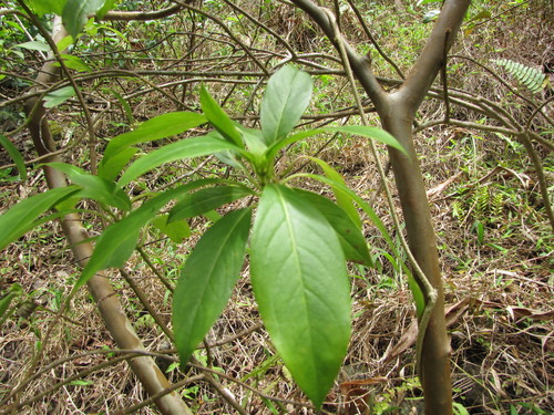 Kadua acuminata