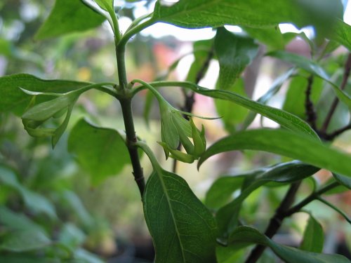 Kadua acuminata