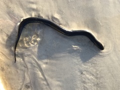 Amphiuma