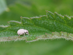 Foucartia squamulata