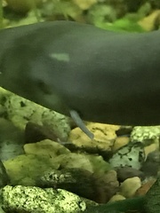 Amphiuma