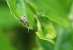 Phyllobius contemptus