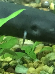 Amphiuma