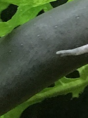 Amphiuma
