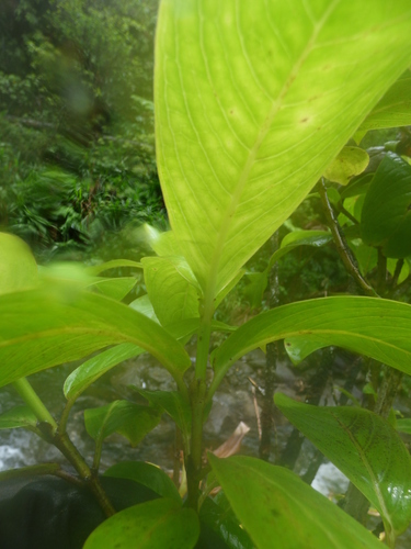 Kadua axillaris