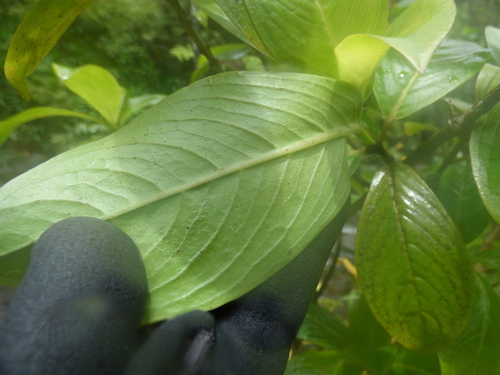 Kadua axillaris