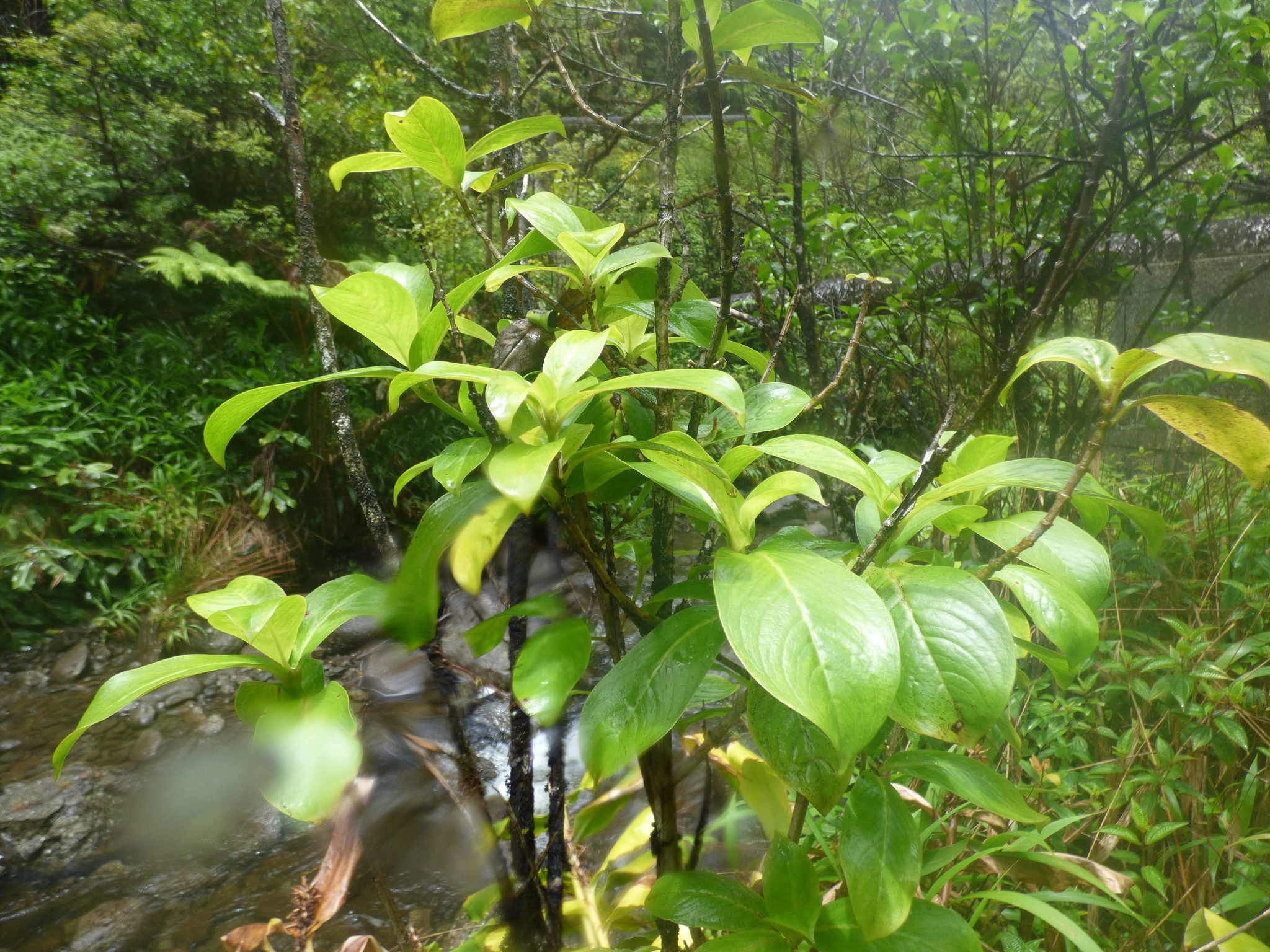 Kadua axillaris