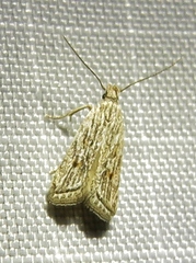 Helcystogramma chambersella