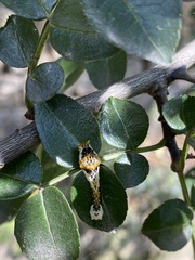 Papilio