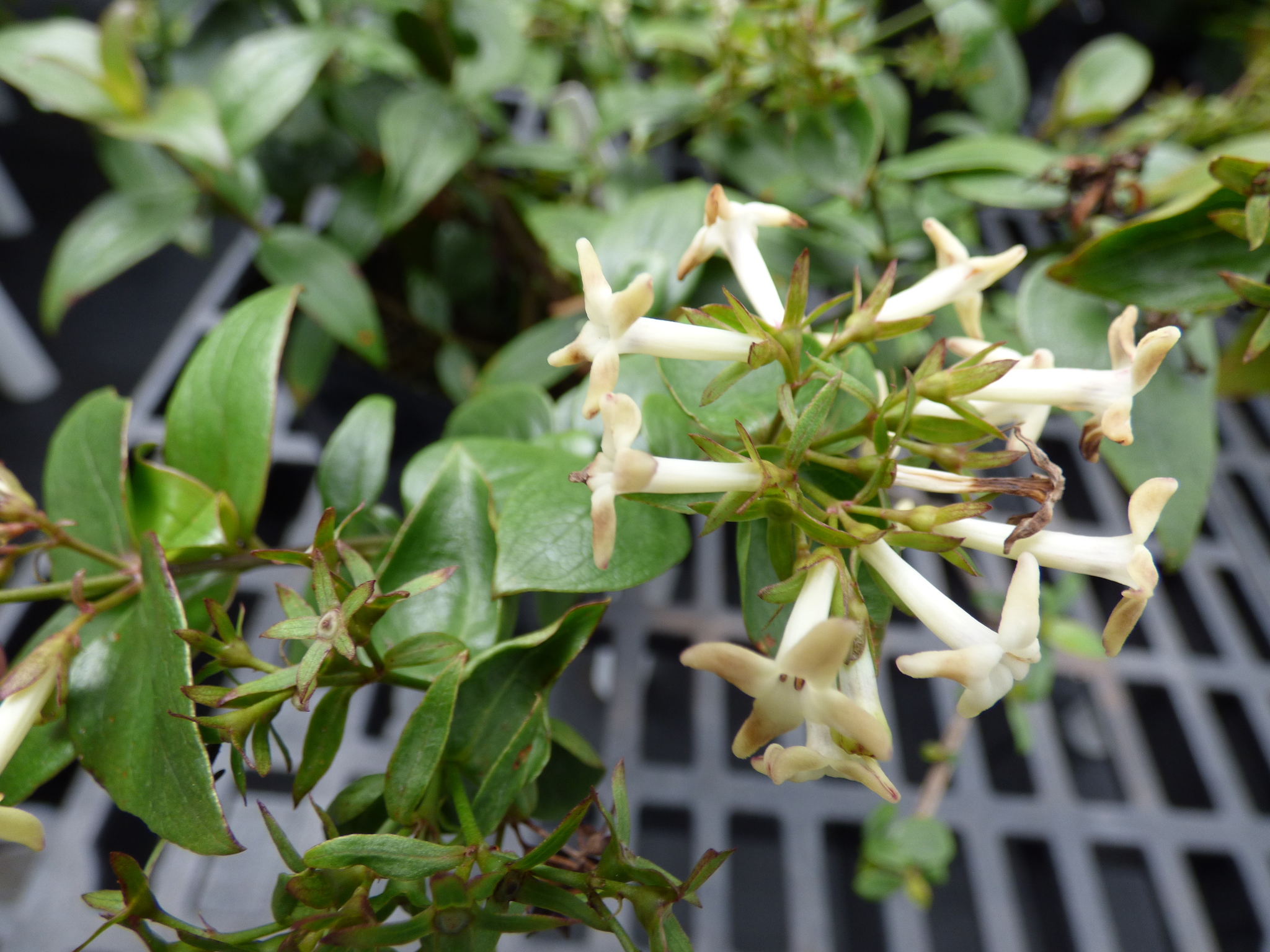 Kadua cordata