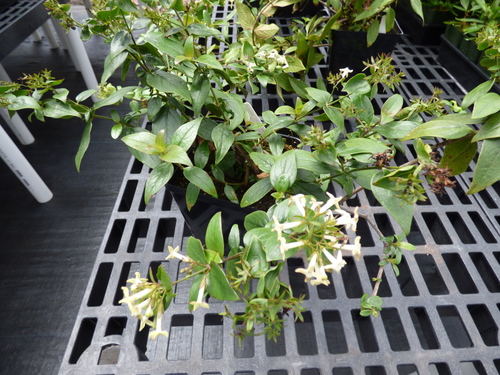 Kadua cordata
