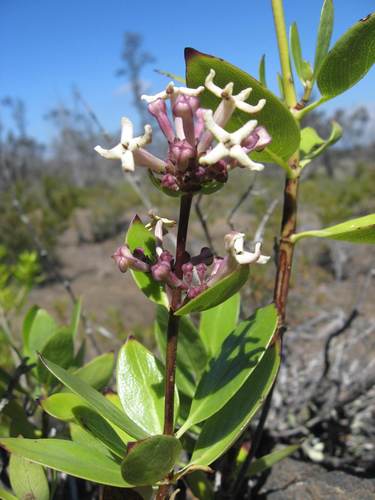 kio'ele (Hedyotis coriacea)