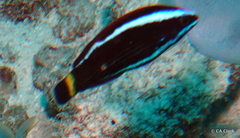 Pseudodax moluccanus