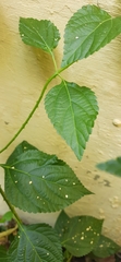 Asystasia gangetica