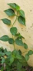 Asystasia gangetica