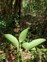 Rinorea arborea