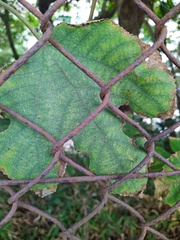 Rubus reflexus