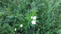 Anemonastrum canadense