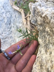 Palmerella debilis serrata