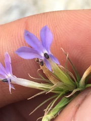 Palmerella debilis serrata