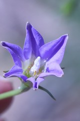 Wahlenbergia stricta stricta