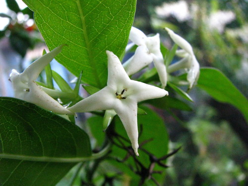 Kadua fluviatilis