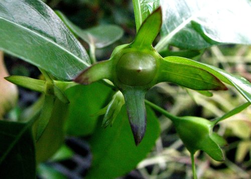 Kadua fluviatilis