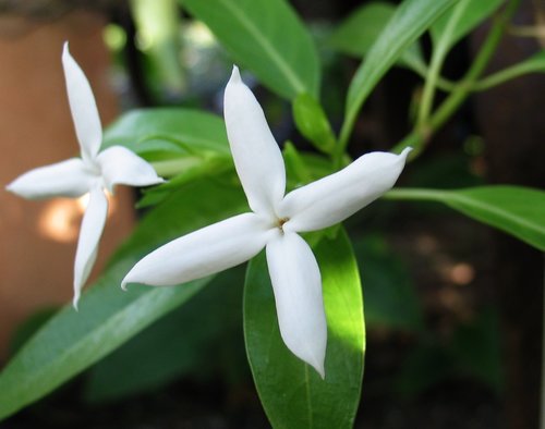 Kadua fluviatilis