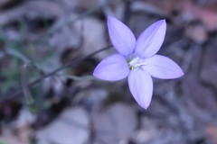 Wahlenbergia stricta stricta