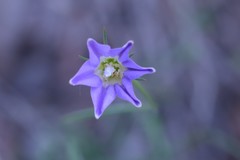 Wahlenbergia stricta stricta