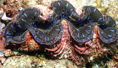 Tridacninae