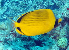Chaetodon semeion
