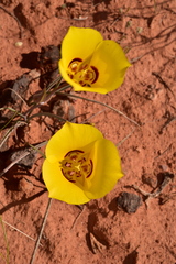 Calochortus aureus