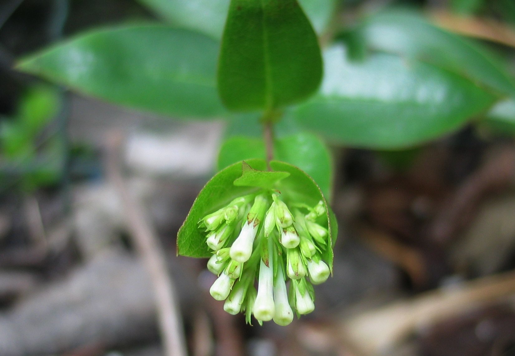 Kadua haupuensis