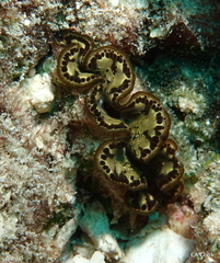 Tridacninae