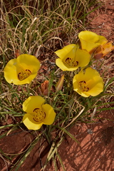 Calochortus aureus