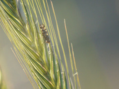 Ceroxys urticae