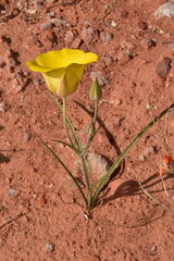 Calochortus aureus