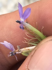 Palmerella debilis serrata