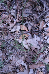 Wahlenbergia stricta stricta