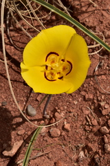 Calochortus aureus
