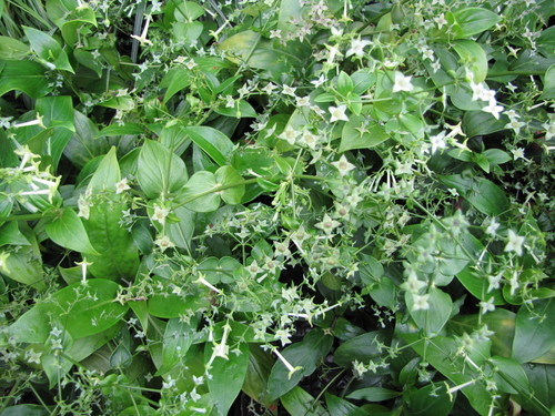pilo (Hedyotis mannii)