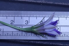 Wahlenbergia stricta stricta