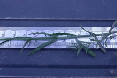 Wahlenbergia stricta stricta