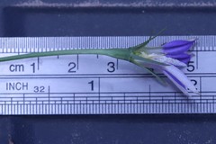 Wahlenbergia stricta stricta