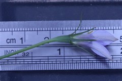 Wahlenbergia stricta stricta