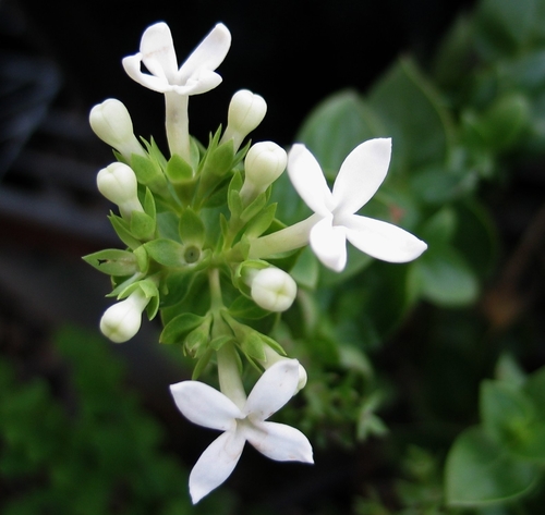 Kadua parvula