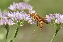 Polistes apachus texanus